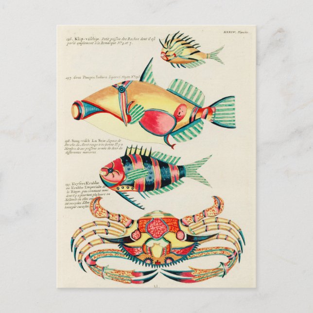 Pisces Fish Tropib Vintage Postcard Vykort (Framsida)