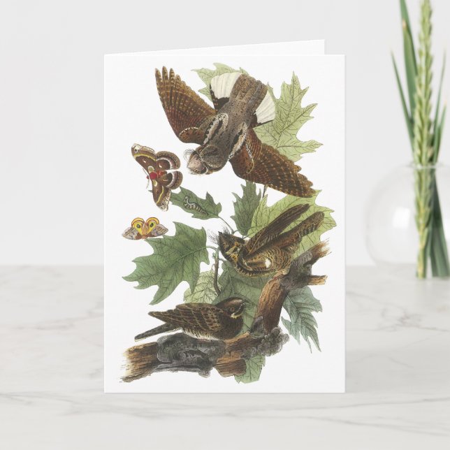 Piska-fattig-ska John Audubon Kort (Framsida)