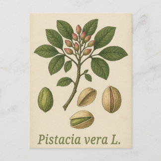 Pistachio vera Postcard Vykort