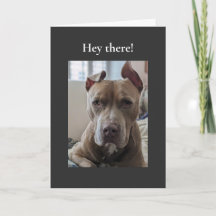 Pit Bull Hej där