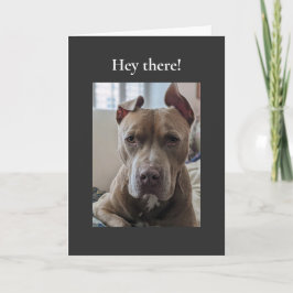 Pit Bull Hej där Kort