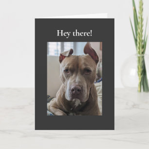 Pit Bull Hej Där Kort
