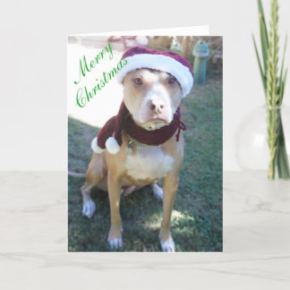 Pit Bull-julkort Helgkort