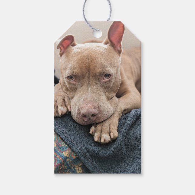Pit Bull Kärlek Blank Presentetikett (Framsidan)