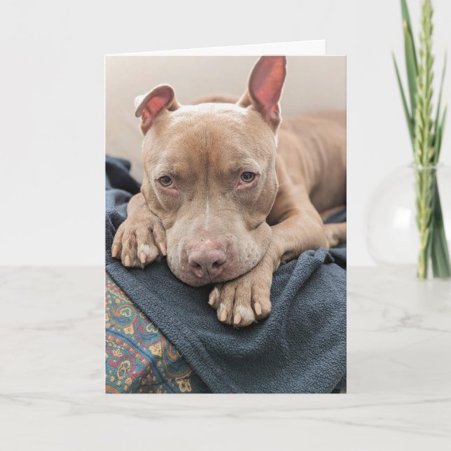 Pit Bull Kärlek Tom kort (Framsida)