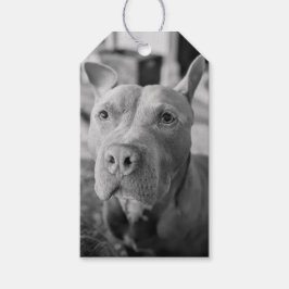 Pit Bull Kärleksfotografering Presentetikett