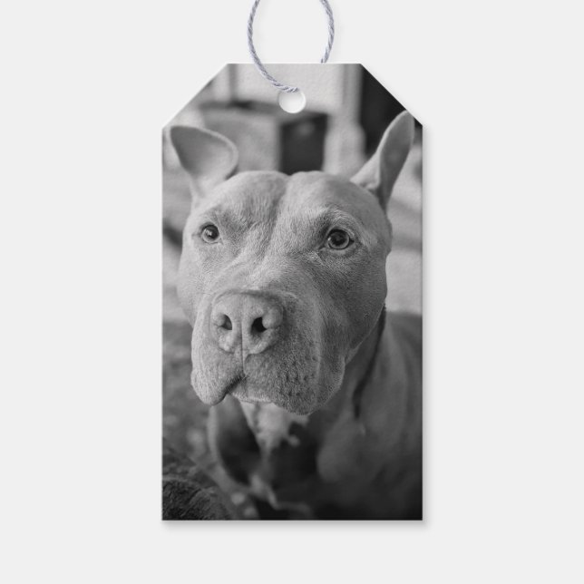 Pit Bull Kärleksfotografering  Presentetikett (Framsidan)