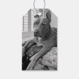 Pit Bull Kärleksfotografering Presentetikett