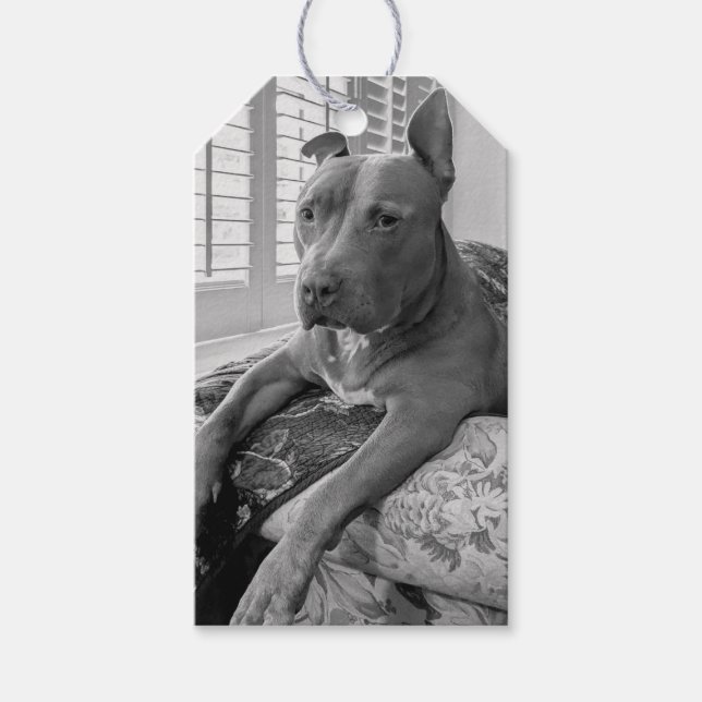 Pit Bull Kärleksfotografering  Presentetikett (Framsidan)