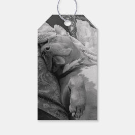 Pit Bull Kärleksfotografering Presentetikett