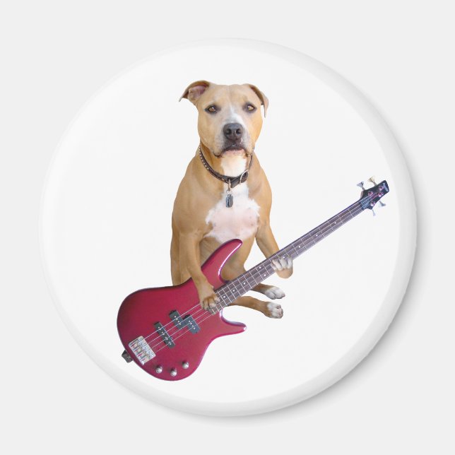 Pit Bull med Guitar Magnet (Framsidan)