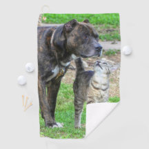 Pit Bull och Cat