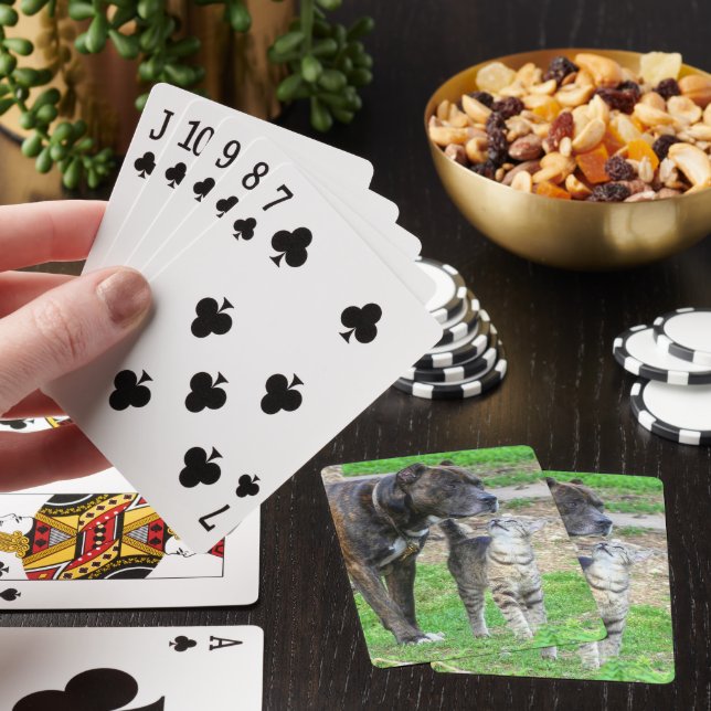 Pit Bull och Cat Casinokort (På plats)