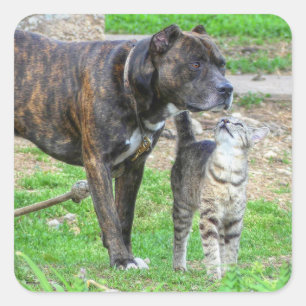 Pit Bull och Cat Fyrkantigt Klistermärke