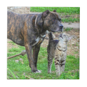 Pit Bull och Cat Kakelplatta