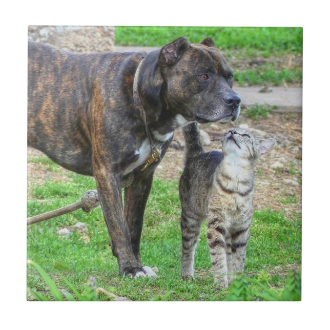 Pit Bull och Cat Kakelplatta (Framsidan)