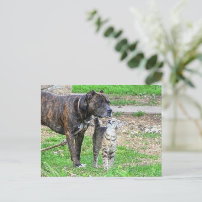 Pit Bull och Cat Vykort (Stående Fram)