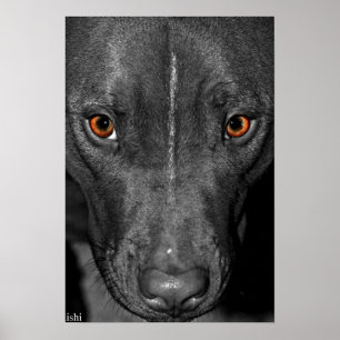 Pit Bull Ögon. Svarta och vita samt Färg Poster