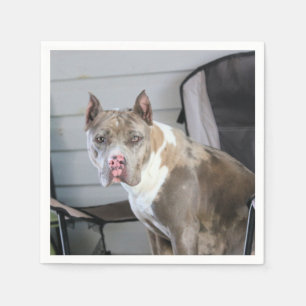 Pit Bull Pappersservett