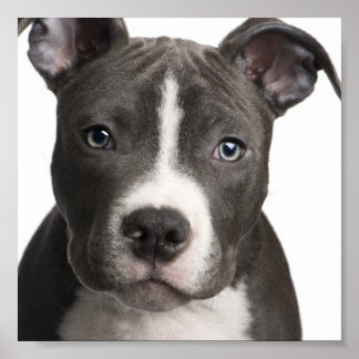 Pit Bull poster