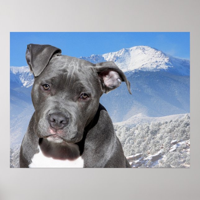 Pit Bull Poster (Framsidan)