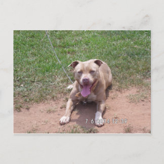 Pit Bull Products Vykort