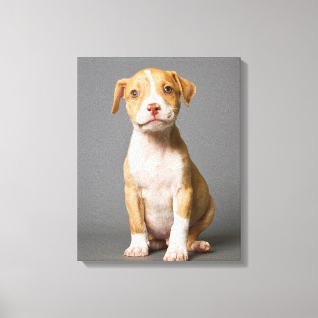 Pit-Bull Puppy Canvastryck (Framsida)