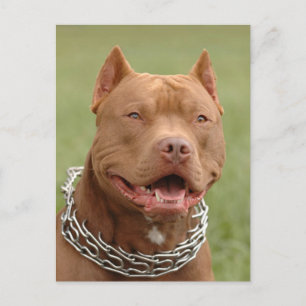 Pit Bull Puppy Hund Blank-vykort Vykort
