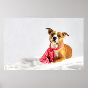 Pit Bull Puppy Kärlek i Rosa XOXO Poster
