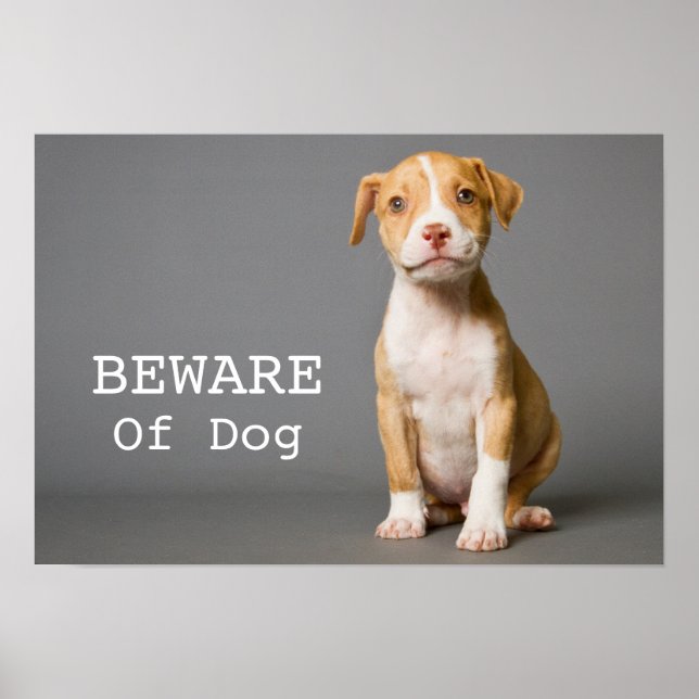 Pit-Bull Puppy Poster (Framsidan)