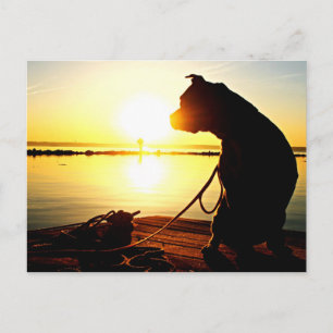 Pit Bull Sunrise Vykort