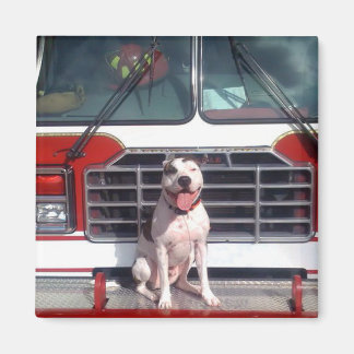 Pit Bull T-Bone Fire House Hund Magnet