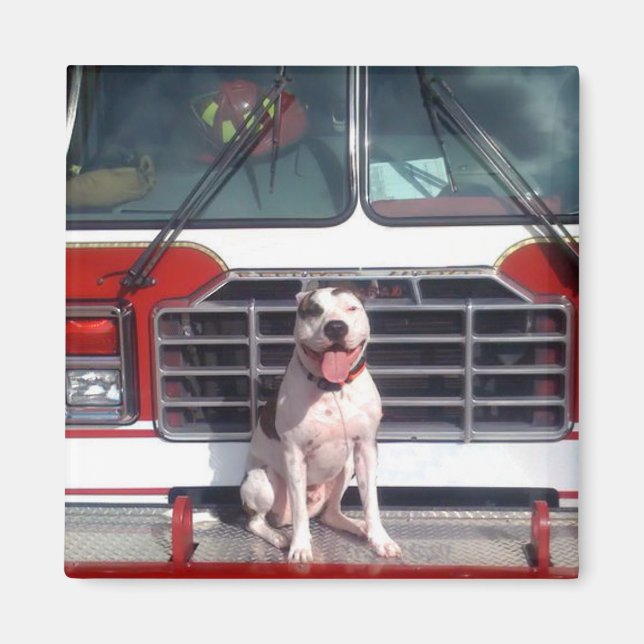 Pit Bull T-Bone Fire House Hund Magnet (Framsidan)