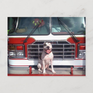 Pit Bull T-Bone Fire House Hund Vykort