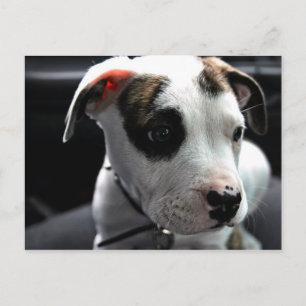 Pit Bull T-Bone Vykort