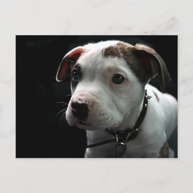 Pit Bull T-Bone Vykort (Framsida)