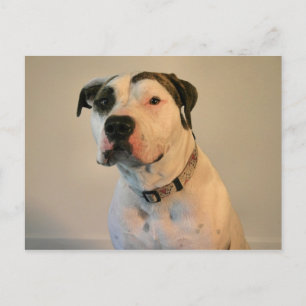 Pit Bull T-Bone Vykort