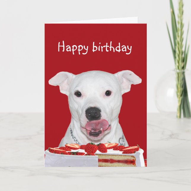 Pit Bull Terrier Birthday Kort (Framsida)
