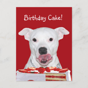 Pit Bull Terrier Birthday Vykort