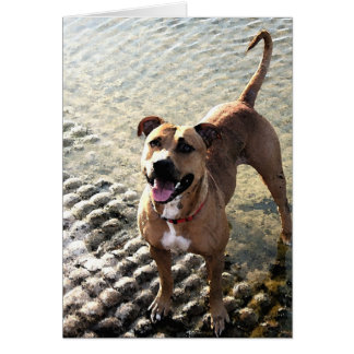 Pit Bull Terrier Hälsningskort