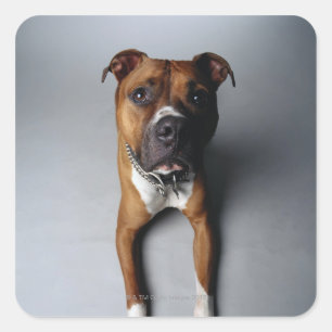 Pit Bull Terrier Ljuger ner Fyrkantigt Klistermärke