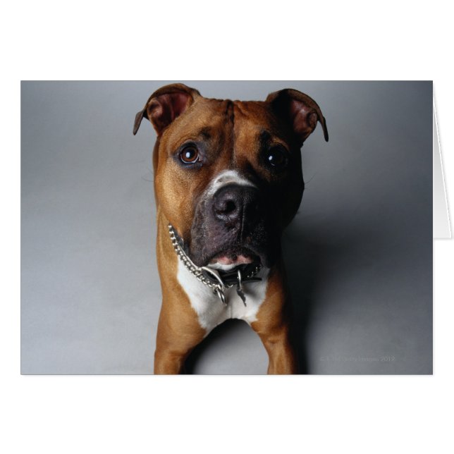 Pit Bull Terrier Ljuger ner Hälsningskort (Framsidan Horizontal)