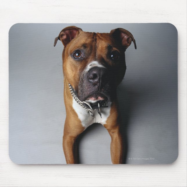 Pit Bull Terrier Ljuger ner Musmatta (Framsidan)