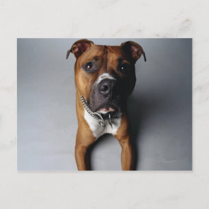 Pit Bull Terrier Ljuger ner Vykort