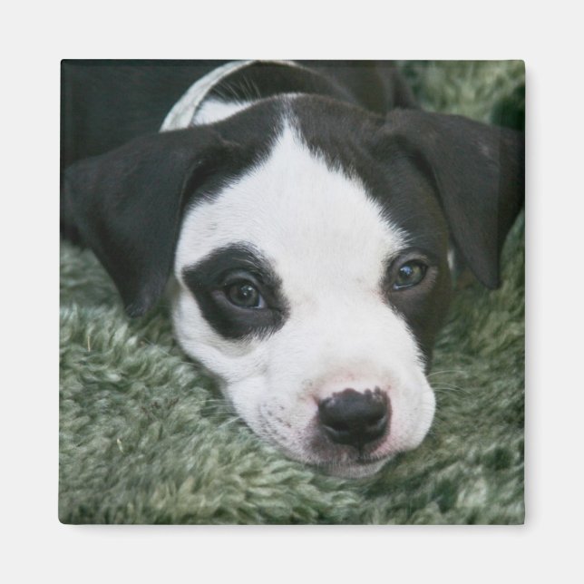 Pit Bull Terrier Valp Magnet - Angie (Framsidan)