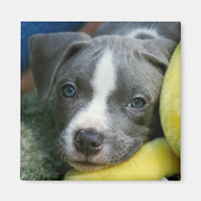 Pit Bull Terrier Valp Magnet - "Mikey" (Framsidan)