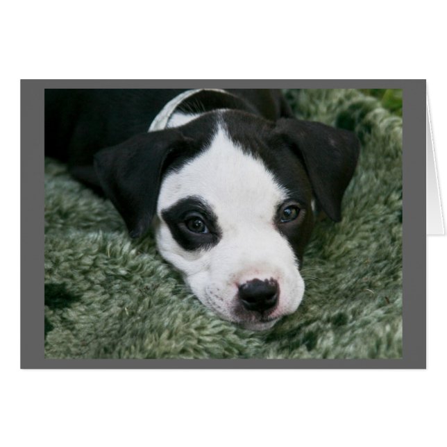 Pit Bull Terrier Valpkort - "Angie" OBS Kort (Framsidan Horizontal)