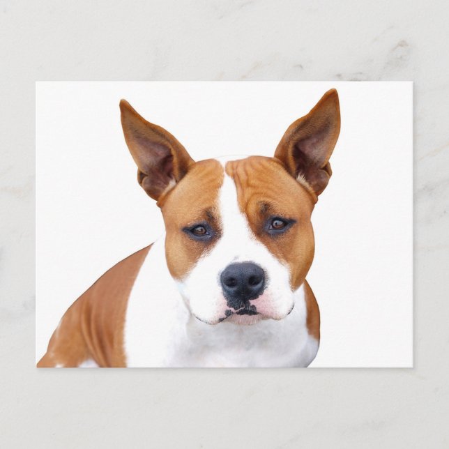 Pit Bull Valp Hund Tom Postkort Vykort (Framsida)