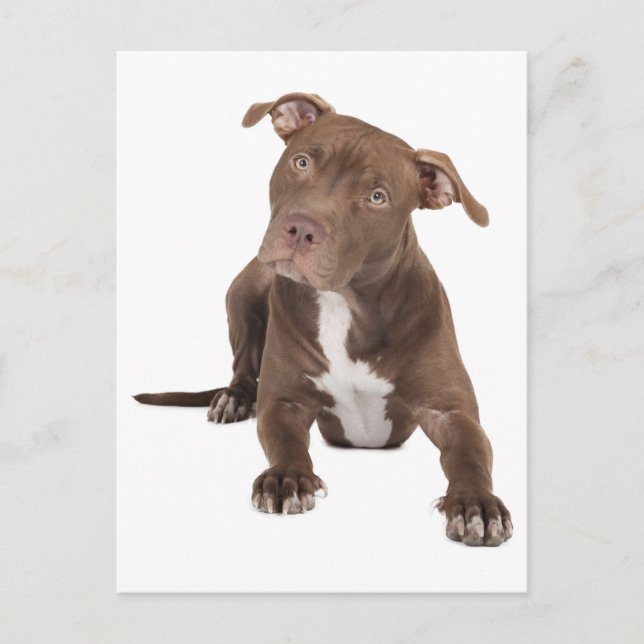 Pit Bull Valp Hund Tom Postkort Vykort (Framsida)