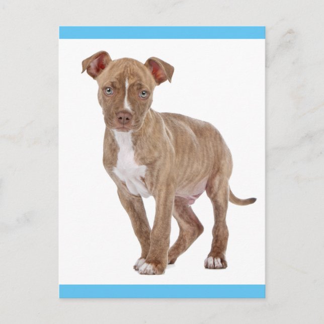Pit Bull Valp Hund Tom Postkort Vykort (Framsida)